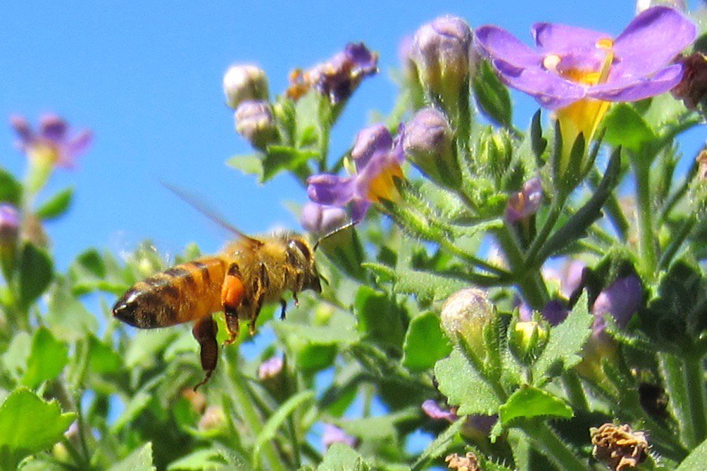 beeaudacious's tweet image. Stephen Maritin - Reflections from the Bee Audacious Conference beeaudacious.com/index.php/2017…