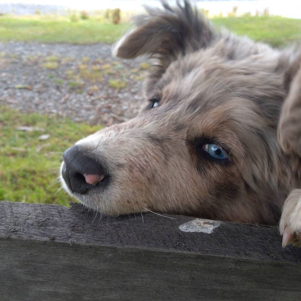 PatiPerroPro's tweet photo. Nuestra anfitriona hoy, hermosos ojos #doglove #collie #patagonia #puppy #PEX1 https://t.co/387hSvouow