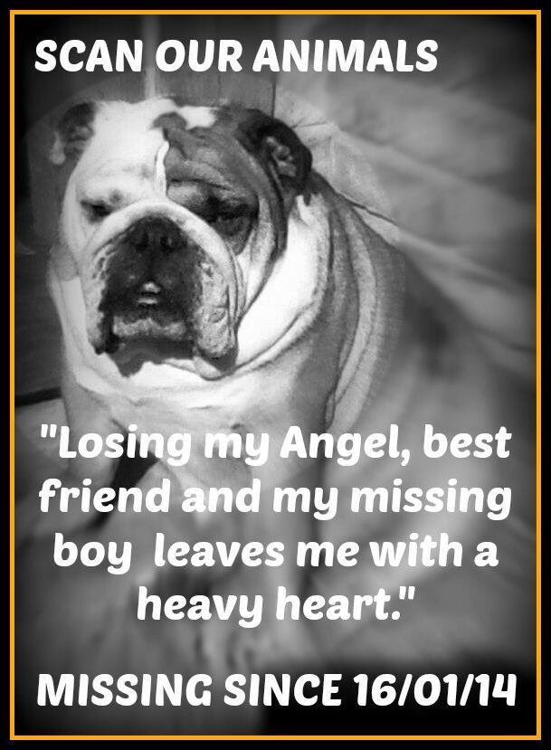 JoDeanoSmith's tweet photo. Help mend πππ #FindScruncher #MissingDog 16.01.14 #Windsor #Berkshire @JFTVQVC #nevergiveup #scanme π@Scattipea https://t.co/vOxPxT1Mtd