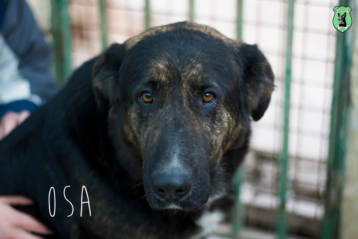 crew_doggy's tweet photo. Osa es una recién llegada que está muy tristona. Poco a poco va recuperando las ganas de jugar y sólo busca atención y caricias <3 https://t.co/qPOekyXtIX