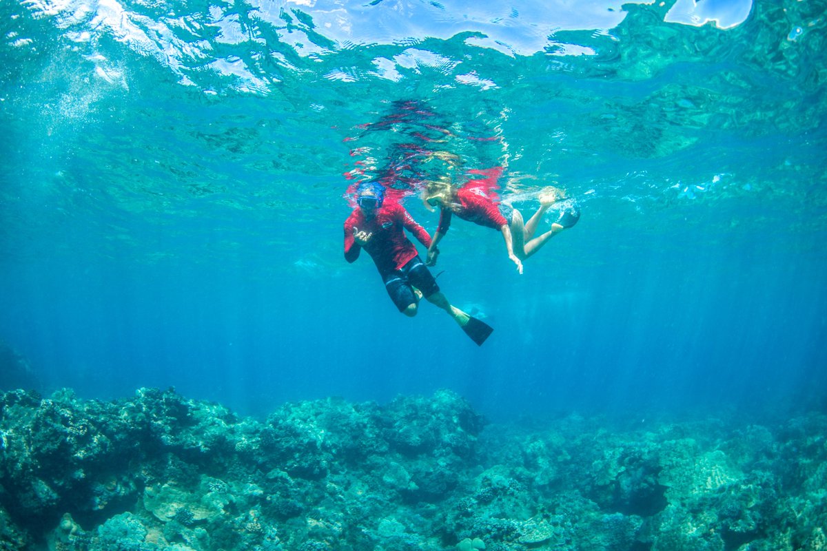AqualaniHawaii's tweet photo. Have you scheduled a Kayak Snorkel Tour yet? #snorkemaui #kayakmaui #snorkelecotour #maui https://t.co/CI2ySQQVud