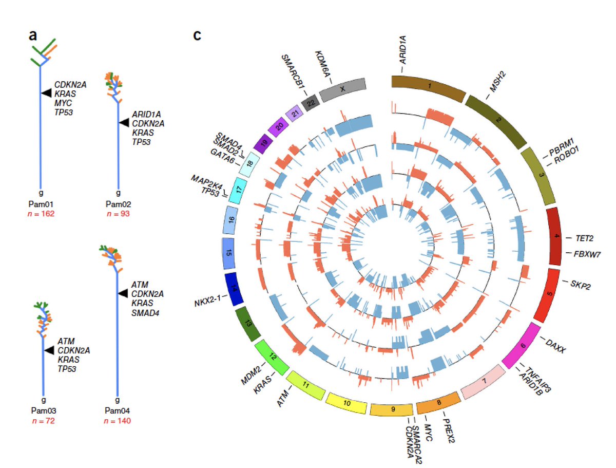 EricTopol's tweet photo. Pancreatic #cancer mets: driver mutations &amp; epigenomic reprogramming https://t.co/J2vHqZ5jCd
https://t.co/NP4jGIViaL https://t.co/VRFCj4JO9R