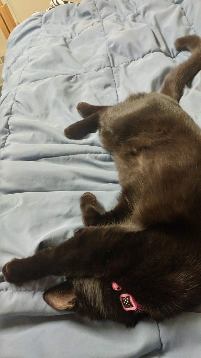 TBPandTSwiftfan's tweet photo. Me: Who wants to listen to @LisaCim @JODYHiGHROLLER #HitMeUpOUTNOW. All day and do the #HitMeUpStreamingParty Tomorrow.
Ashy (4 paws up) lol https://t.co/3OMDumkVxB