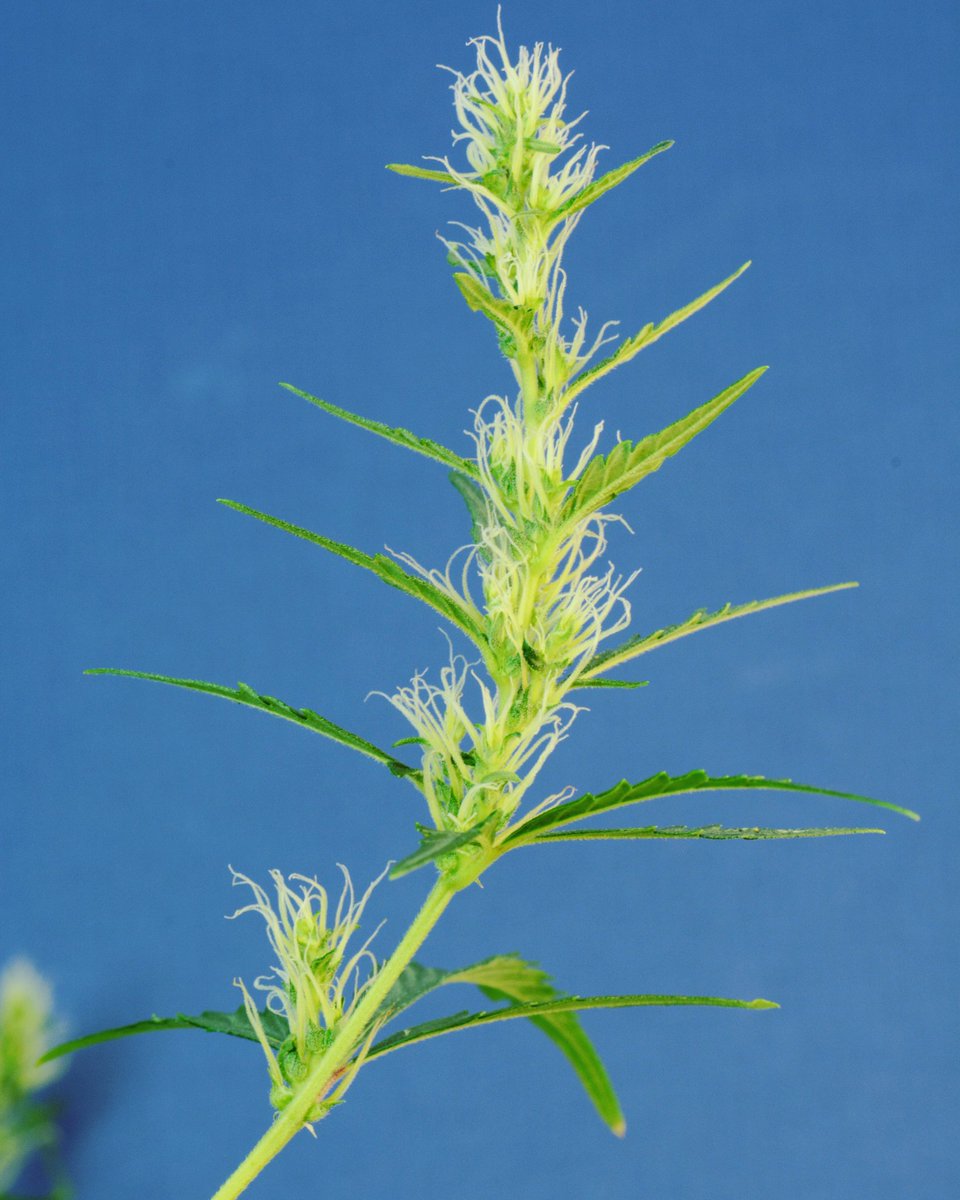 Clemon Dabney tweet media