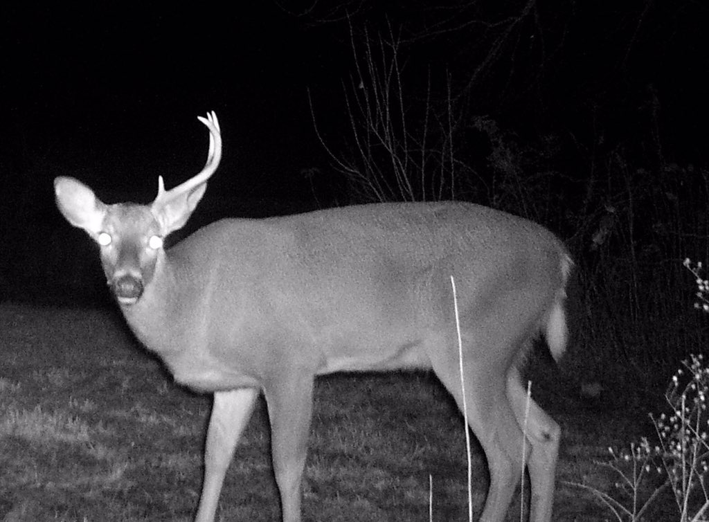GutPileStyle's tweet photo. If you had a late season daylight encounter - would you #shoot or #notshoot? #gutpilestyle https://t.co/aNvQbo9MfJ