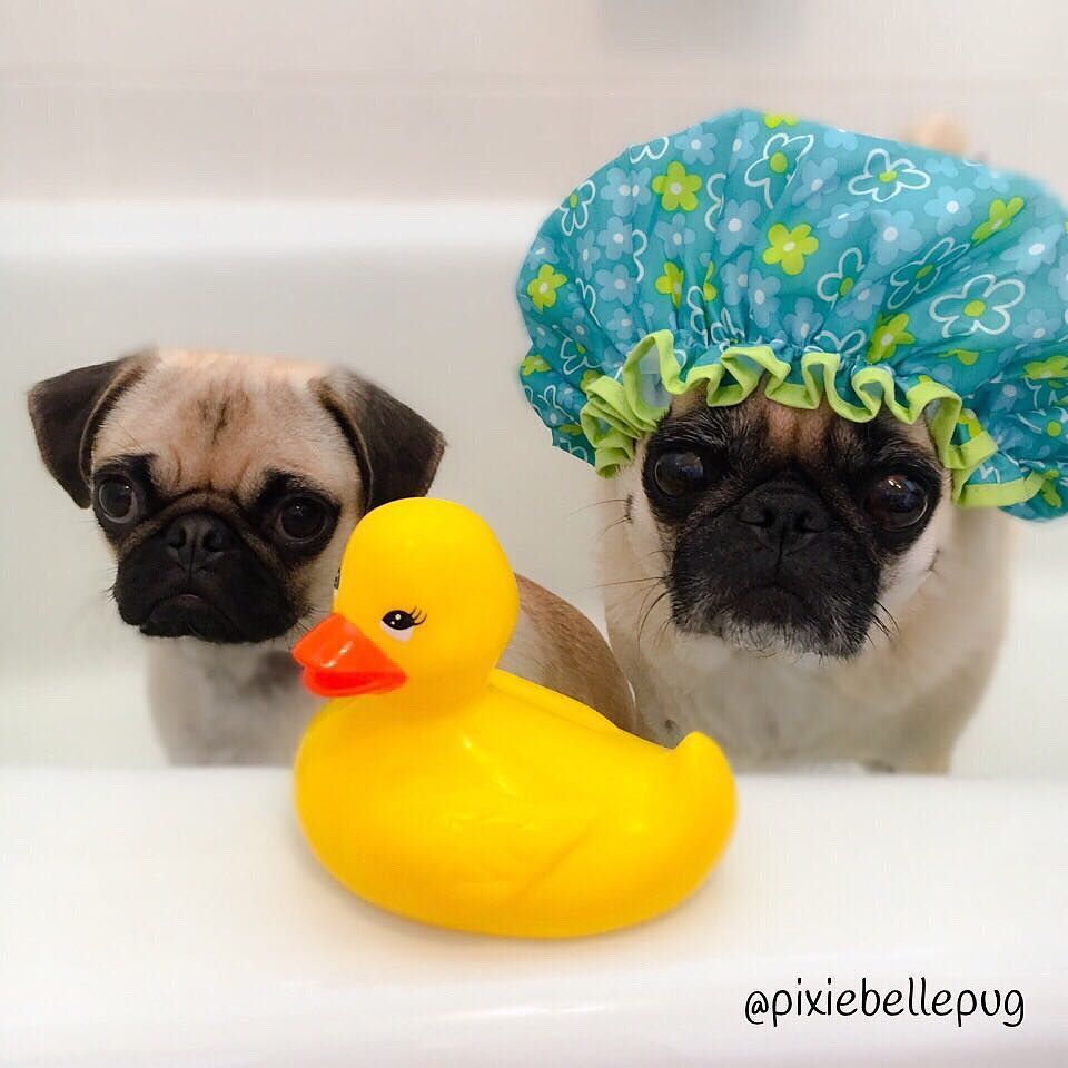 pixiebellepug's tweet photo. Apparently you're not the only one, rubber ducky... 😐🐥😒
.
#charlierose🌹 #pixiebellepug🔔 
#rubberducky #ernie #batht… https://t.co/ZsNIx9alEj