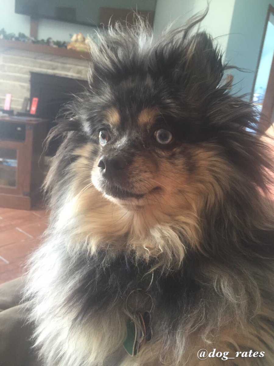 dog_rates's tweet photo. Here's a doggo who looks like he's about to give you a list of mythical ingredients to go collect for his potion. 11/10 would obey https://t.co/8SiwKDlRcl