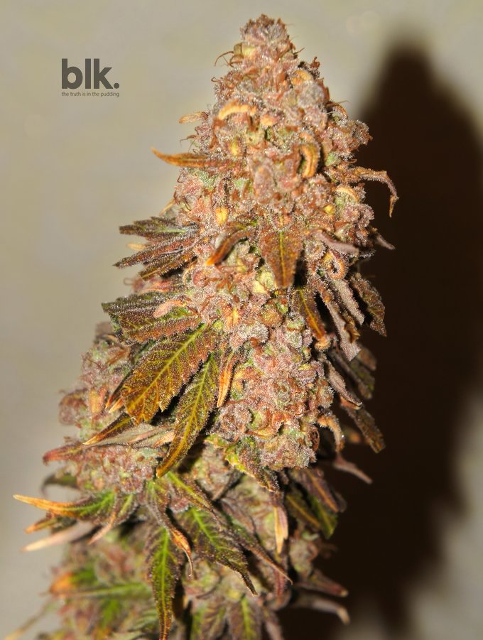 blk_seeds's tweet photo. Our #sweet and #classic #AK47 🌲 You can get the beans at #BlkSeeds web https://t.co/NYVNzWEYNn for probably the best price around! #BlkSeeds https://t.co/vpgQKrNOJd