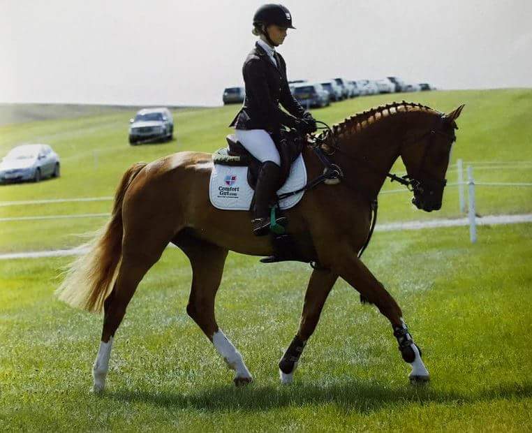 ComfortGutWorld's tweet photo. https://t.co/sOpEds3uYe FEI & RaceLegal #horse #eq #toppony #success #eventing #horsehour #pony #tack #racingpost https://t.co/emCnNhnMoQ