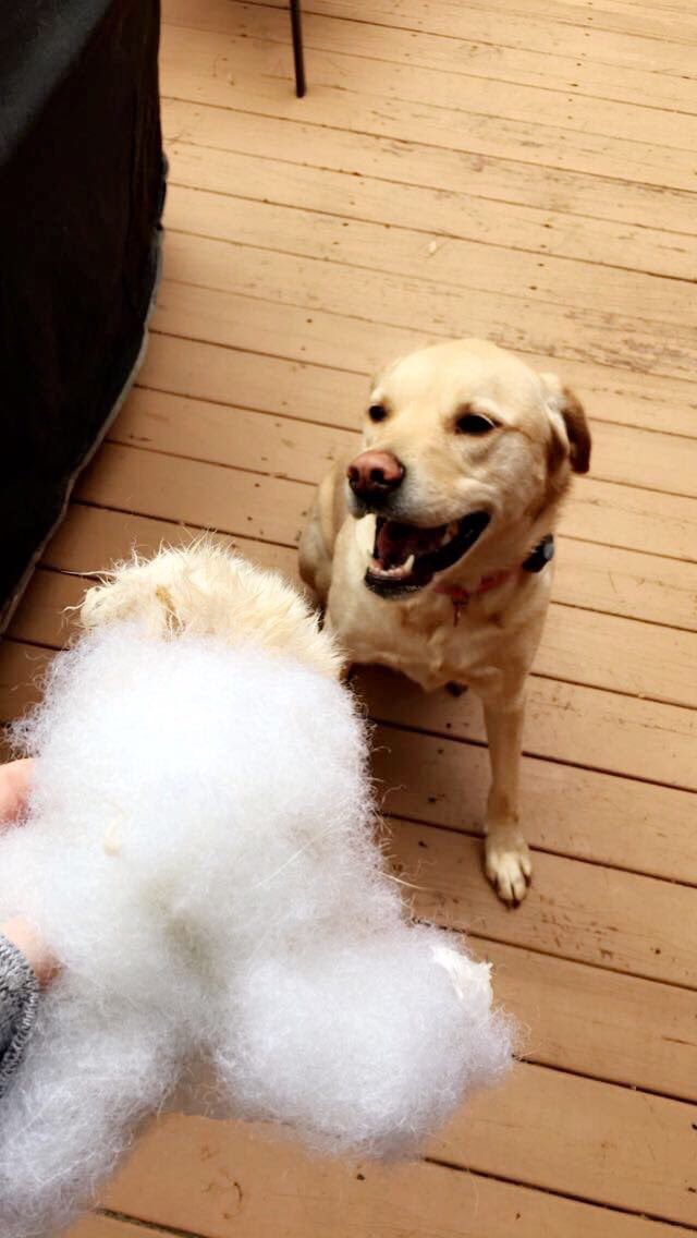 gardnof_eden's tweet photo. RIP to my earmuffs #neverbeenworn https://t.co/vimzEokr2O