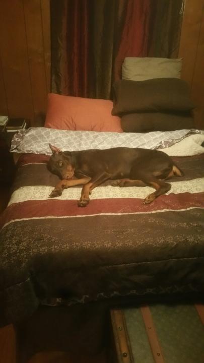 DrewV_22's tweet photo. @MaineDobieMom @Dobermanfans turn on the light to turn the covers down and apparently Kane was ready for bed before i was https://t.co/c28oaK9r8c