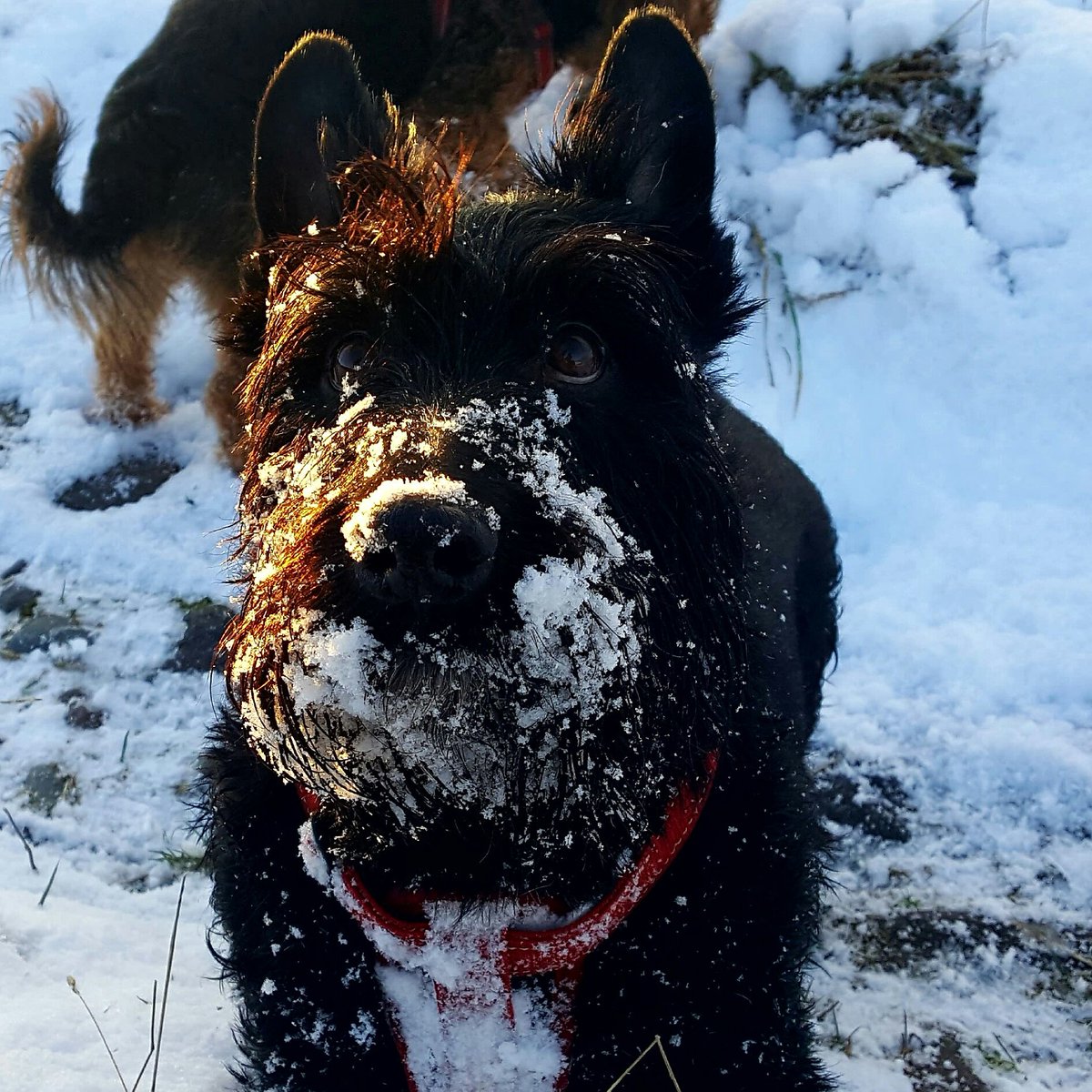 PipingThistle's tweet photo. Meet Hugo,  Head of digging! https://t.co/xMuPTkmWRu