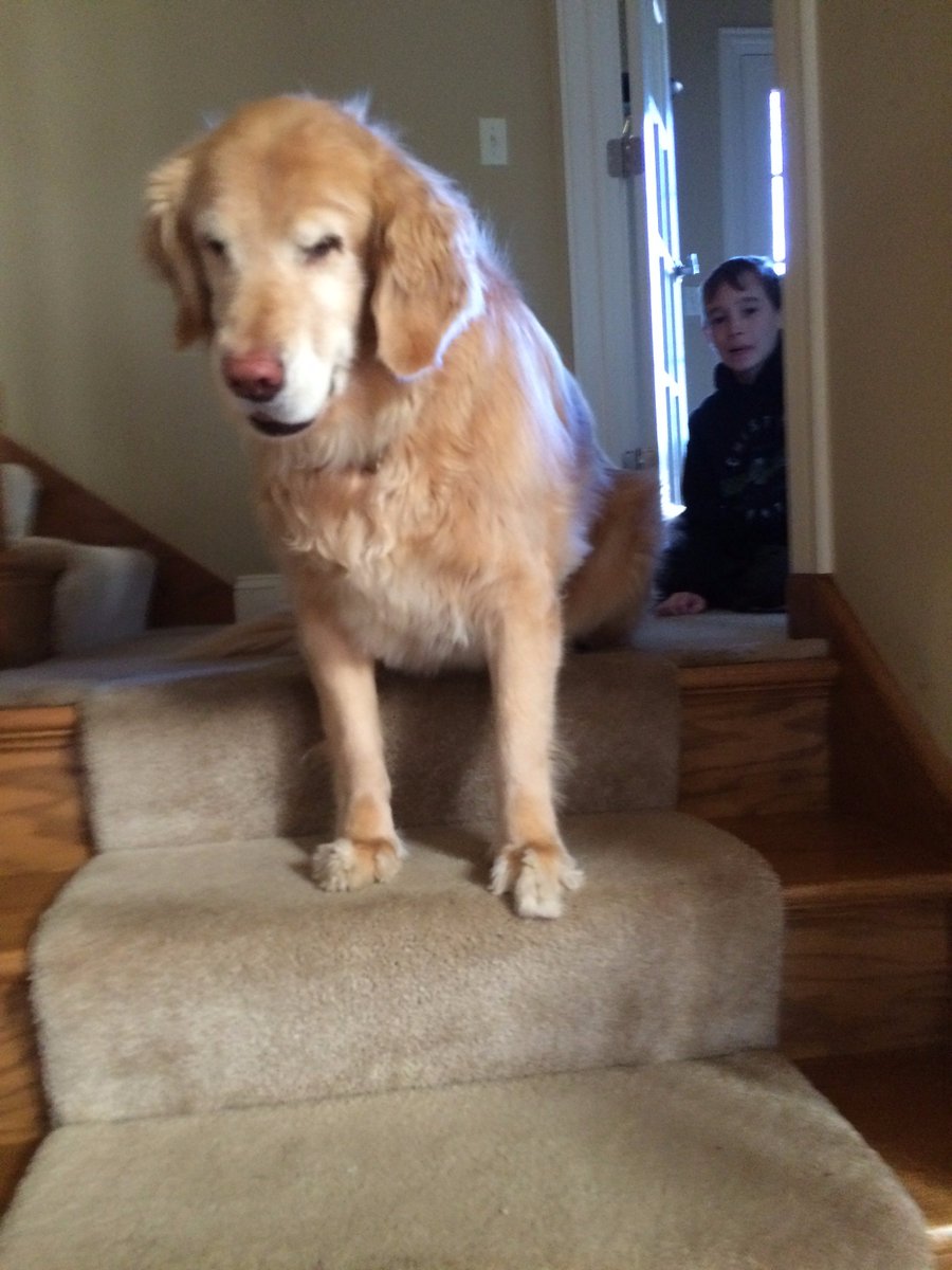 speshulemo's tweet photo. appreciation post for my dog b/c she bumped her head on my door trying to open it (she's sleeping in my room on a blanket now) https://t.co/I7v6ZRmFeJ