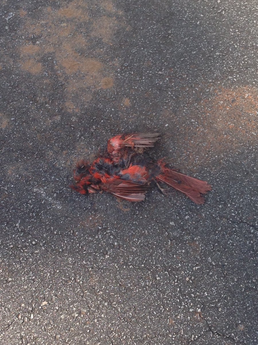 Kole Buffington tweet media