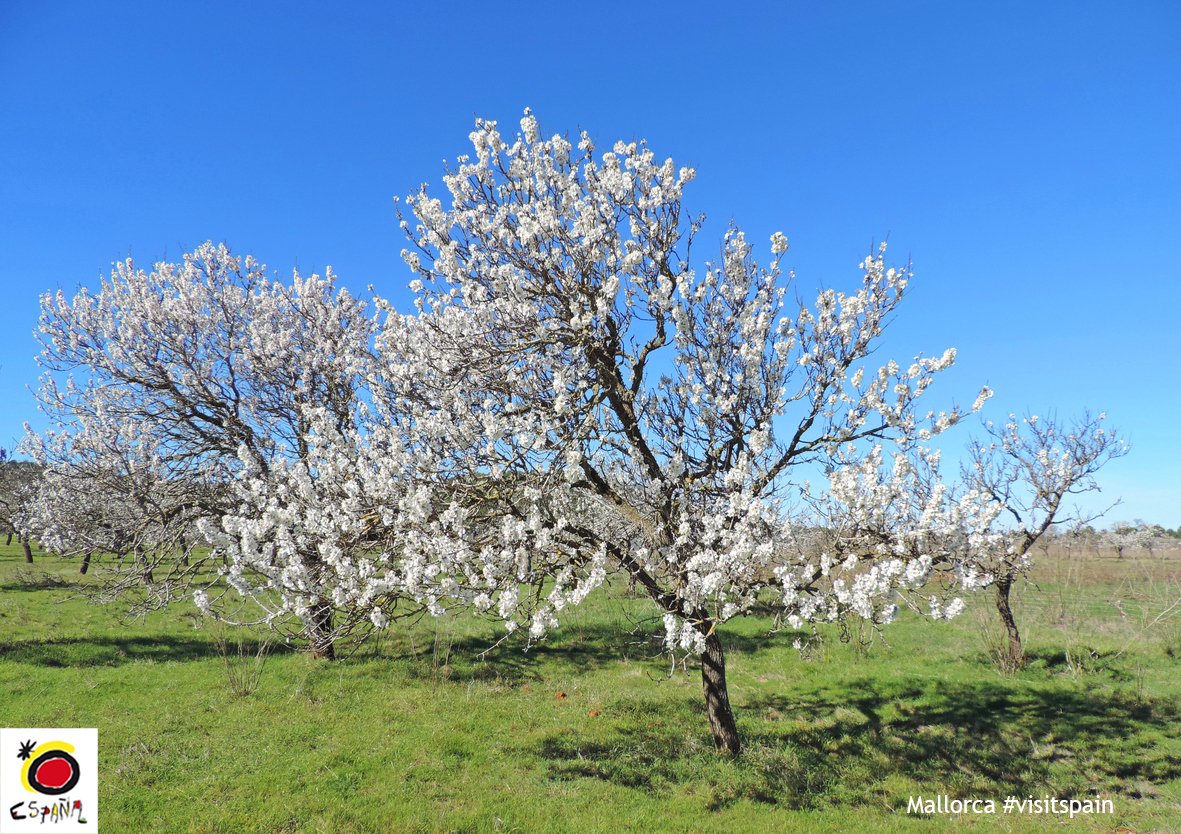 スペイン政府観光局 一瞬 あれ スペインに桜の花 と見間違えそうなほど似ていますが アーモンドの花です スペイン の地中海沿岸やマヨルカ島では1月下旬から2月中旬にかけてアーモンドの花が開花し 田園風景が白く染まります また 花だけでなく スペイン政府観光局 一瞬 あれ スペインに桜の花 と見間違えそうなほど似ていますが アーモンドの花です スペイン の地中海沿岸やマヨルカ島では1月下旬から2月中旬にかけてアーモンドの花が開花し 田園風景が白く染まります また 花だけでなく