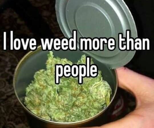 Intl_Highlife's tweet photo. the truth 🍁💚 https://t.co/5gJ8noUZDv