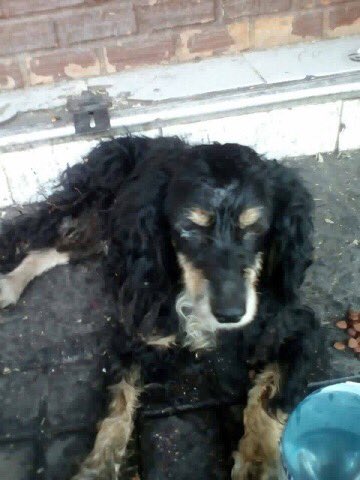 Bs.Noches! Habrá un alma noble x acá q pueda albergar perrito atropellado para lograr su recuperación? Ojalá q si ... está en la calle