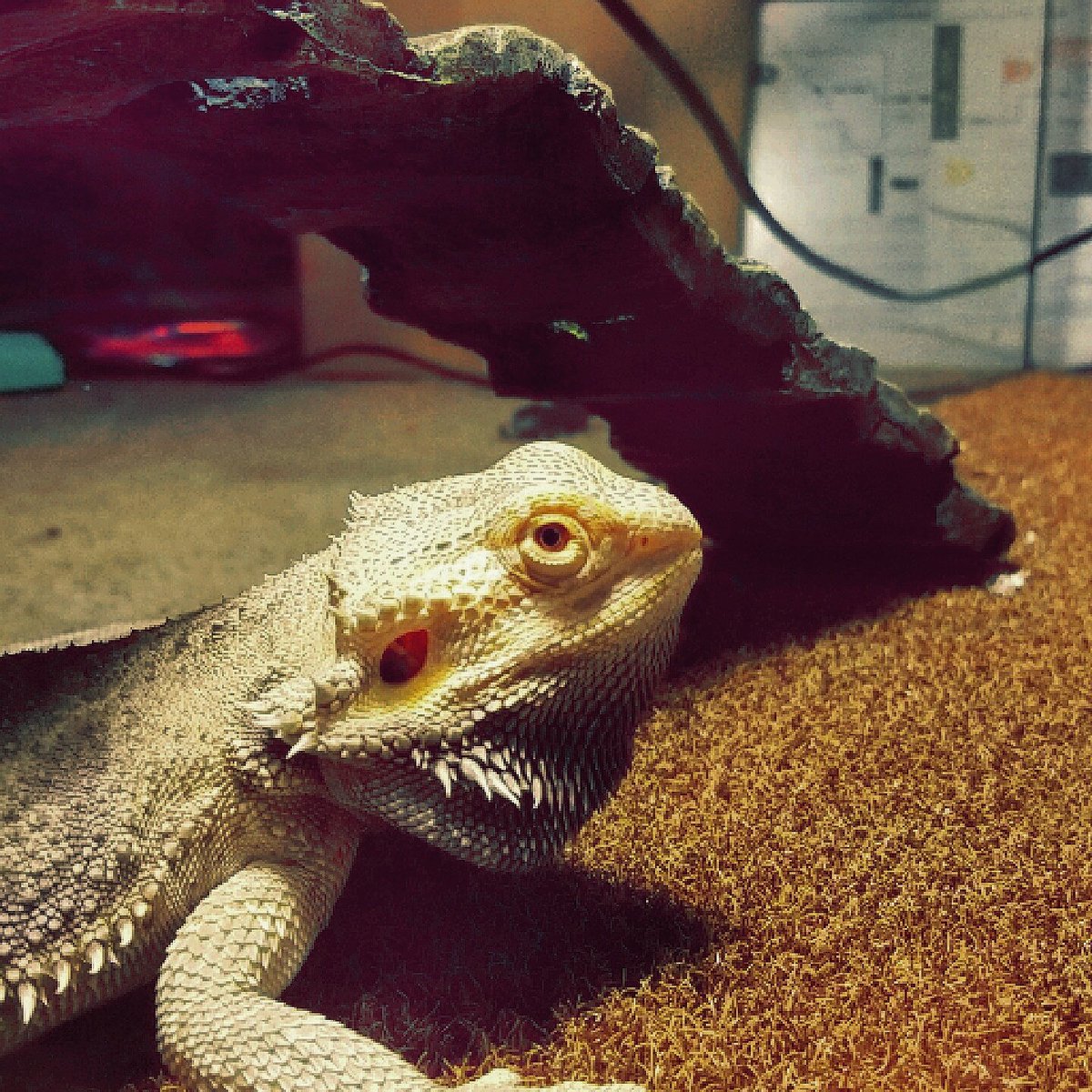 n_holmquist's tweet photo. dis is my new homie pancake #happynami https://t.co/TlHAGVM4ud