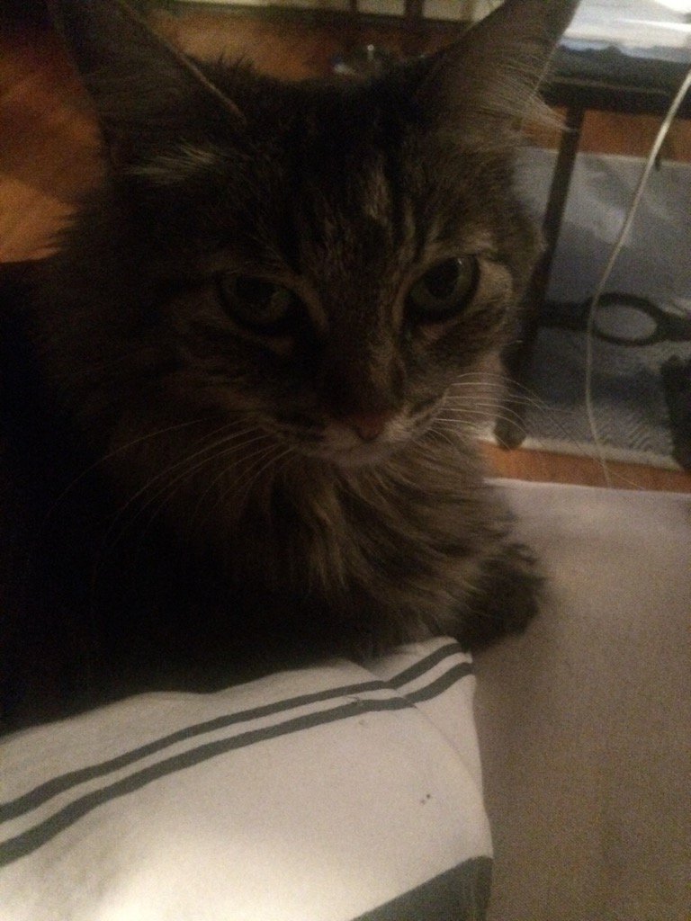 oolasha's tweet photo. SO happy to home after the vet today!!!! #purr #purr #spinde #spinde https://t.co/9Qkf4YCzZZ