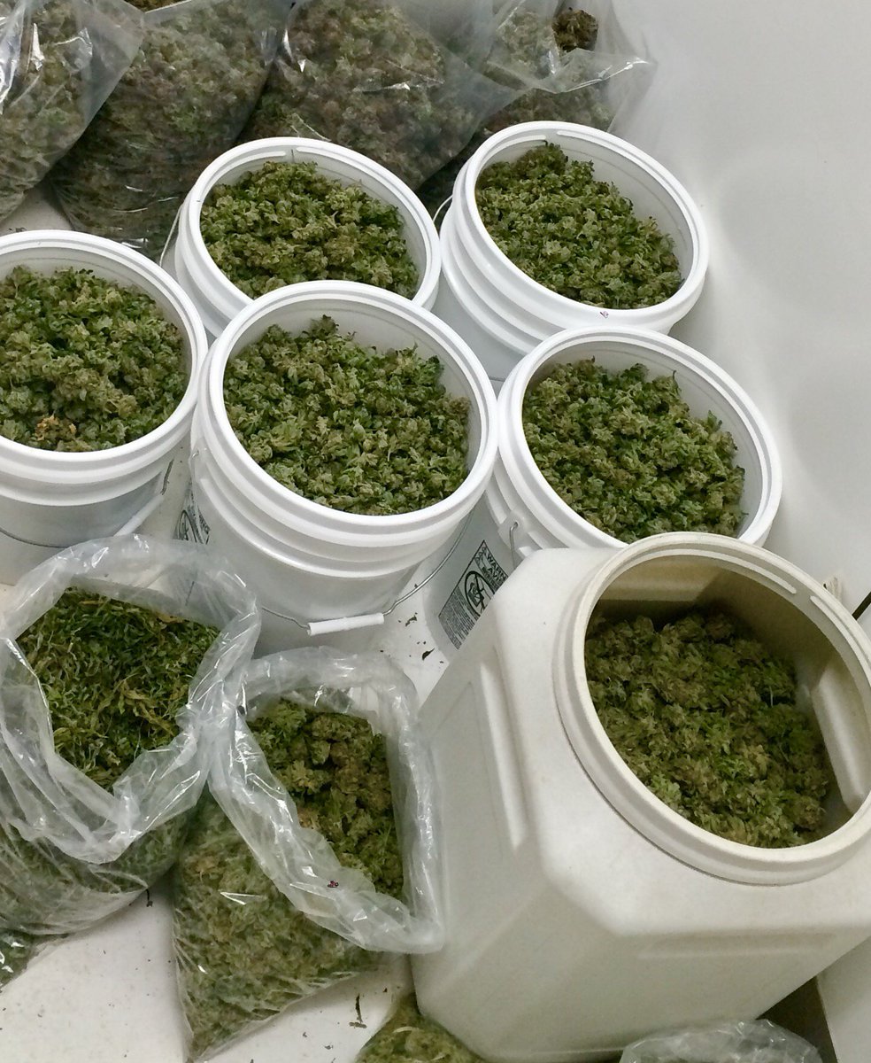 true_harvest's tweet photo. Reap what you sow #ganja #growops #cannabis #cannabiscommunity #topshelf #thc #topshelflife #trueharvest #phoenix #az #azmmj #azmmjpatient https://t.co/WdR2ZIncw9