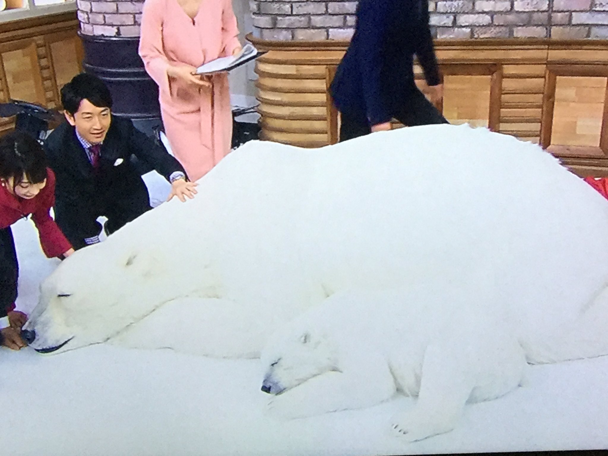桜子 No Twitter 可愛いシロクマさん めっちゃリアルなぬいぐるみです ﾟ ﾟ 親子で1300万円ほどだそうです あさチャン T Co As4xpag6kf Twitter