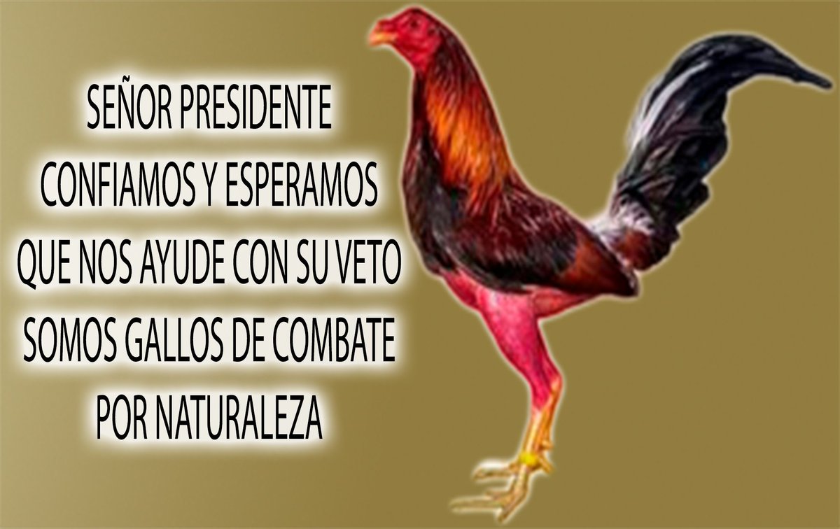 TPECUADOR's tweet photo. @MashiRafael @AlexisMeraG @Presidencia_Ec @Ecuagallos @jsalazarnaranjo @gallosigalleros @GalponRiofrioQ https://t.co/cQKVBdgtrW