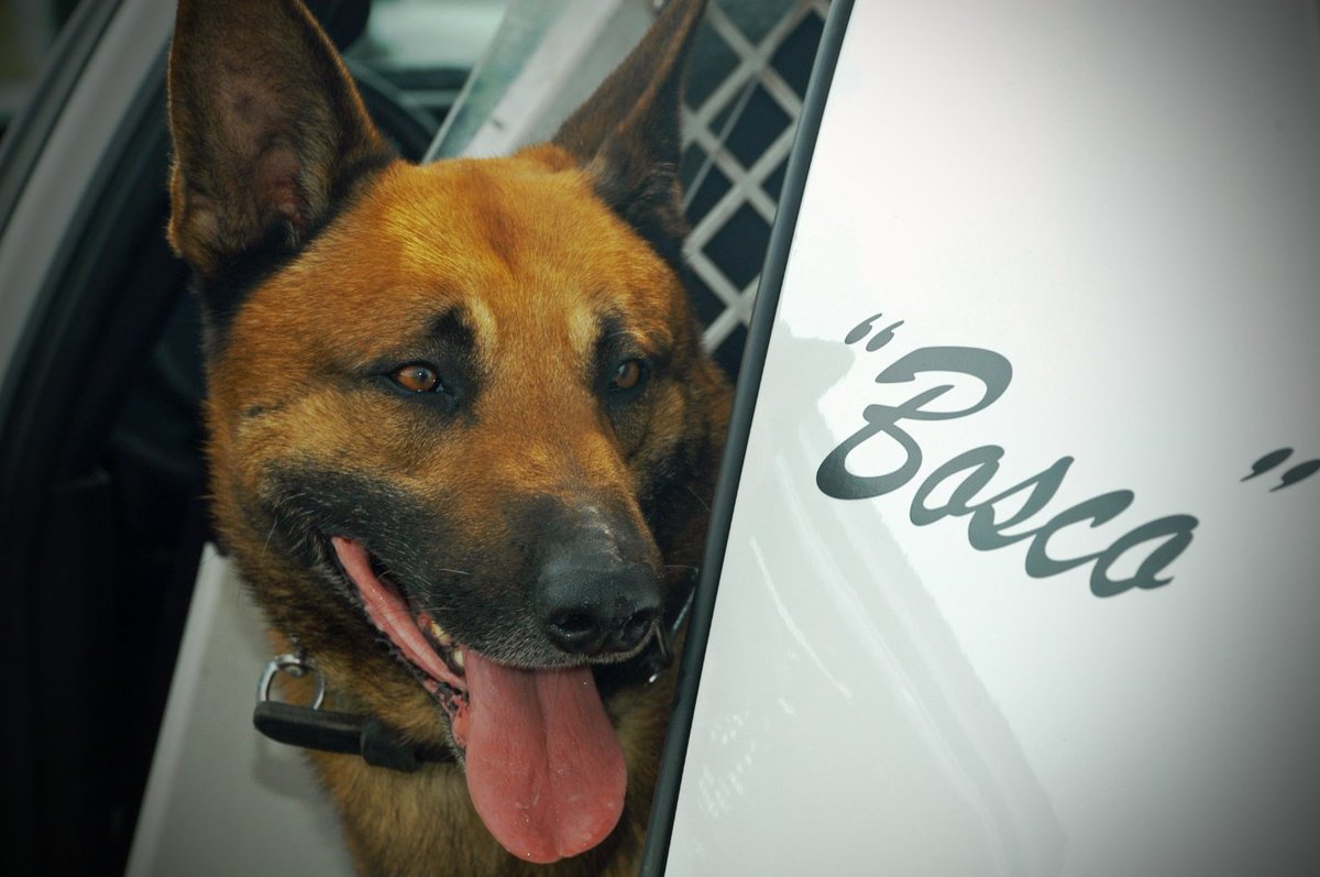 SolanoSheriff's tweet photo. Retired Sheriff's K9 Basco passed away after a brief illness. Thank you for your service 💙 Rest in peace Basco 🐾#K9 #SolanoSO https://t.co/5iKiPRmuuT
