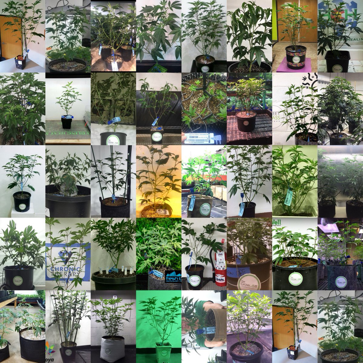 The Grow-Off tweet media