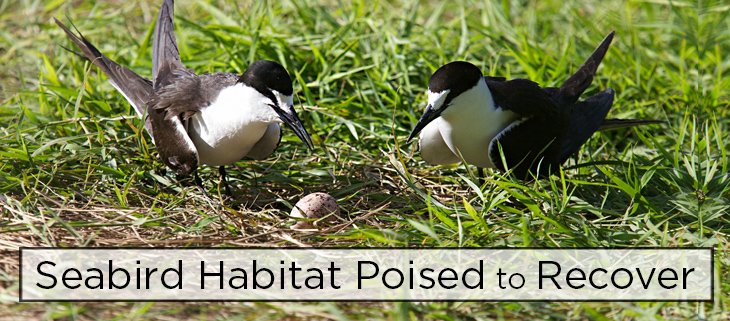 Removing #invasive species helped the Sooty Tern population on the Abrolhos Islands, but there is more work still. ow.ly/6BtY307UqVj