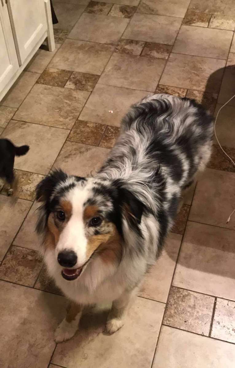 internetcIout's tweet photo. Every retweet this gets I will pet my dog and tell him he's a good boy. https://t.co/dEXdjYjYID