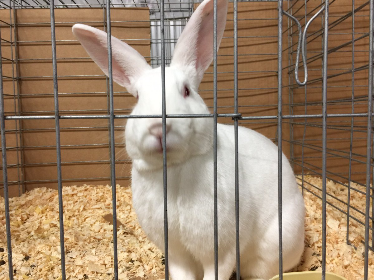 silverridge2010's tweet photo. @realDonaldTrump  you can tend my rabbits anytime https://t.co/vQFJ83HNKn