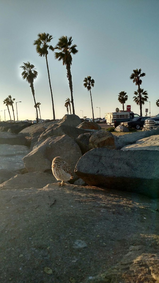 allyycatt7's tweet photo. Mom made a friend in Pacific Beach, CA #bsubirdclass https://t.co/uQoR9lmTQe