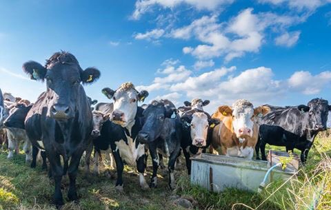 BrackenDogModel's tweet photo. Mooove over https://t.co/ZpLHvwVW1P