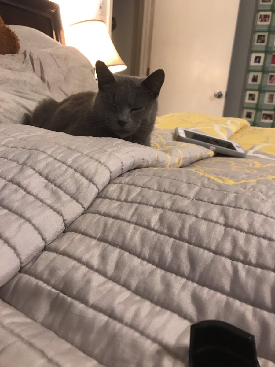 jamespruitt99's tweet photo. If I'm ever found dead in my bed....it was the cat https://t.co/nIbDyyjdAs