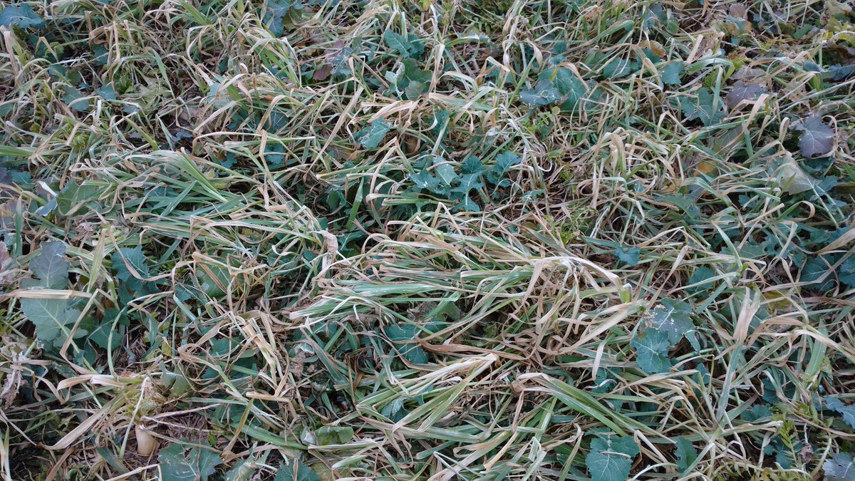 CoverCropCoach's tweet photo. Like my companion cropping- Oilseed Rape is the cash crop with radish and oats as a companion crop which is winterkilling now. https://t.co/RvZJDL9Y2o