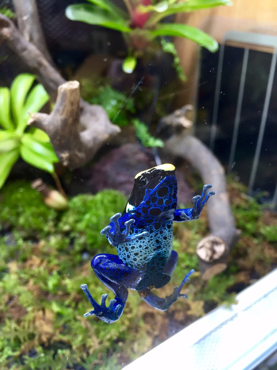 市場 歯ブラシスタンド ワニ アマガエル コバルトヤドクガエル モウドクフキヤガエル イチゴヤドクガエル 歯ブラシ立て
