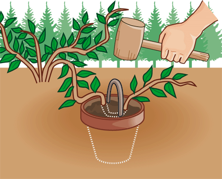 PromueveHidro's tweet image. #SabíasQue 

El #Acodo permite obtener una gran cantidad de plantas con las mismas características genéticas de la planta original