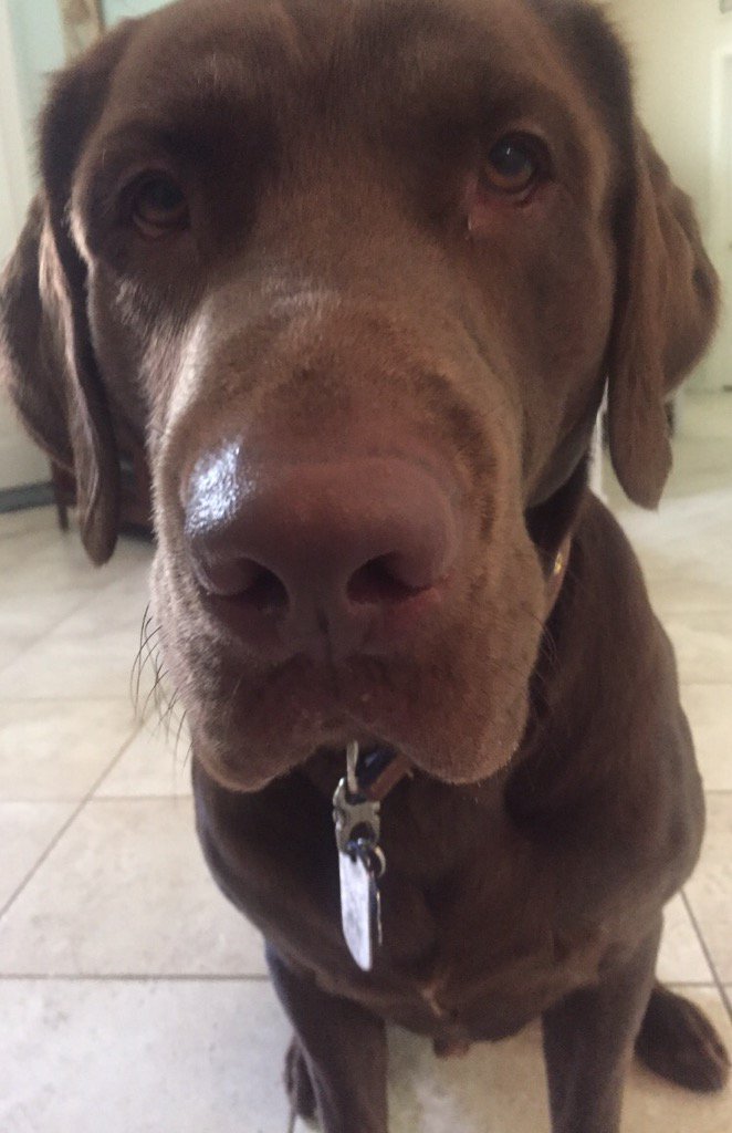 fancyface651's tweet photo. This Face .... Love it ❤️🐶#zane #labradors #dogsoftwitter #pets https://t.co/8MHzLTt61i