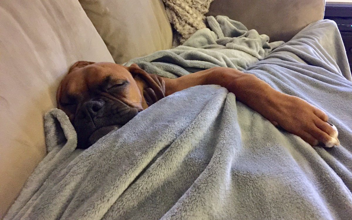 Sophie Luoto On Twitter I Ve Been Laid Up On The Couch All
