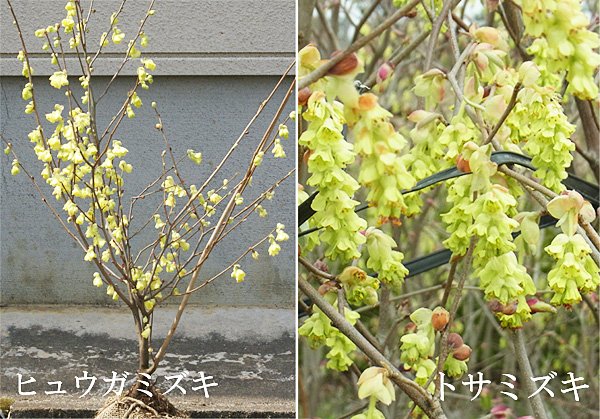 シンボルツリー庭木植木の樹木屋 A Twitter トサミズキ と ヒュウガミズキ は似ていますね どちらもマンサク科トサミズキ属です トサミズキ は一つの花房に7 10個釣鐘状に花をつけ見ごたえのあるシンボルツリー向き ヒュウガミズキはトサミズキに比べると花は