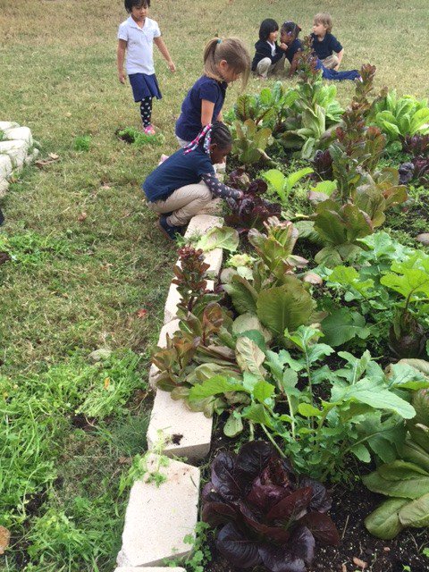 OKCHarvest's tweet photo. It's cold outside now, so we're sharing photos of the final fall harvest before covers at @HoraceMannOKCPS garden! Spring is not far off OKC https://t.co/a7Uzc6G2gR