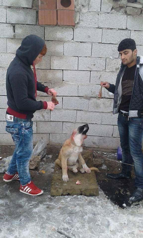 PatiDayanisma_'s tweet photo. Yavru köpeğin kulaklarını kesip facebook sayfasında paylaşan Hasan Kuzu ve Neşet Yaman isimli bu caniler yakalansın lütfen @EmniyetGM https://t.co/J5l85lZTzK