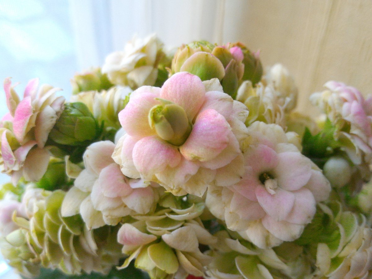 Masumi على تويتر カランコエ クイーンローズ パリ 花言葉 日本では 幸福を告げる たくさんの小さな思い出 あなたを守る おおらかな心 西洋 Popularity 人気 人望 なんですって ピンクの花と花言葉に惚れてゲット 今はまだ８分咲き 満開になるのが