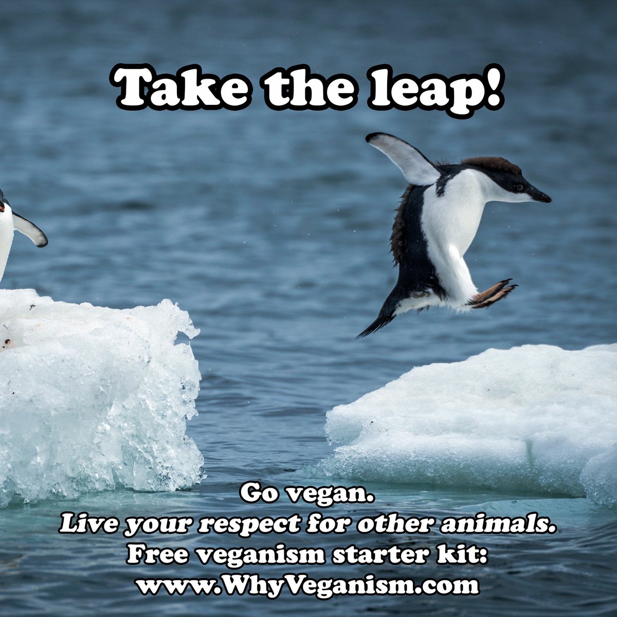 TAVSdotorg's tweet photo. Free veganism starter kit: https://t.co/1S8v2xvuw0

#veganism #vegan #whyveganism #tavs #vegetarian (is not the answer!) https://t.co/HvqL507GsE