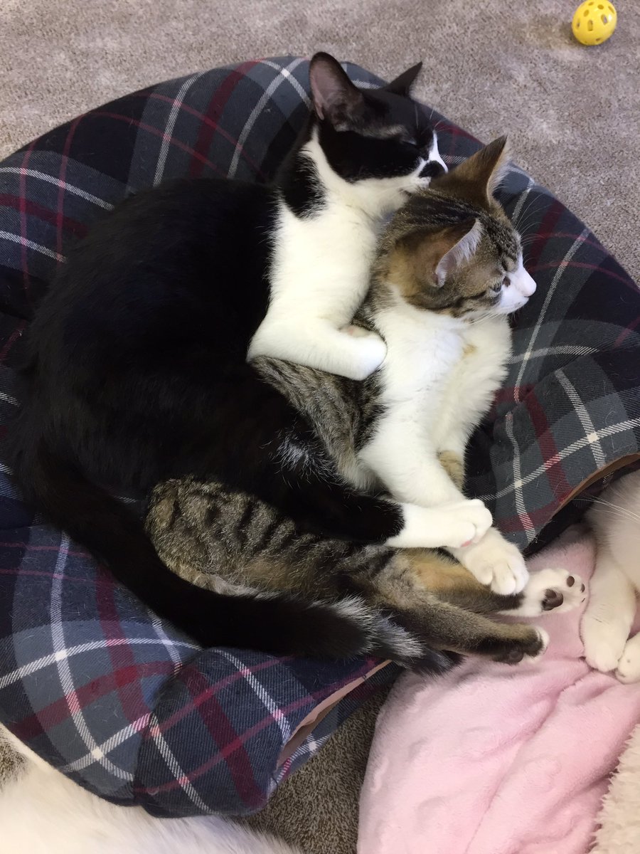 関東4店 譲渡型猫カフェ にゃんくる 鎌倉 プリンちゃんがきんくんに後ろからギュッと抱きついて甘えて おりました 鎌倉では現在26匹の猫ちゃんが新しい家族を待っています 里親募集 猫カフェ 関東4店 譲渡型猫カフェ にゃんくる 鎌倉 プリンちゃんがきんくんに後ろからギュッと抱きついて甘えて おりました 鎌倉では現在26匹の猫ちゃんが新しい家族を待っています 里親募集 猫カフェ