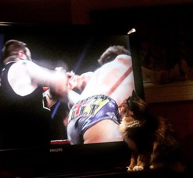 YankeesEm's tweet photo. @IAmJericho biggest fan of the G.O.A.T - she won't leave the tv when you're in the ring! #y2j https://t.co/2mnnEl49FF