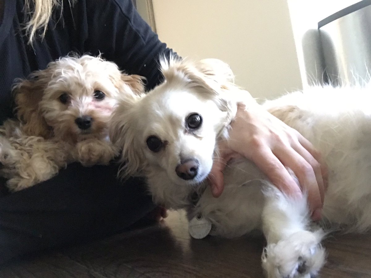 ChelseaHamill's tweet photo. My girls #millsthemagnificent #nonamepup https://t.co/VOI0MUSn2N