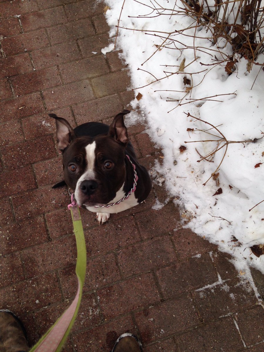 bre_sich's tweet photo. Found this poor little girl in #Kensington- no tags, super cold, very hungry, and very friendly! Help RT so the owners can find her! #YYC https://t.co/KuNiOXnlwf