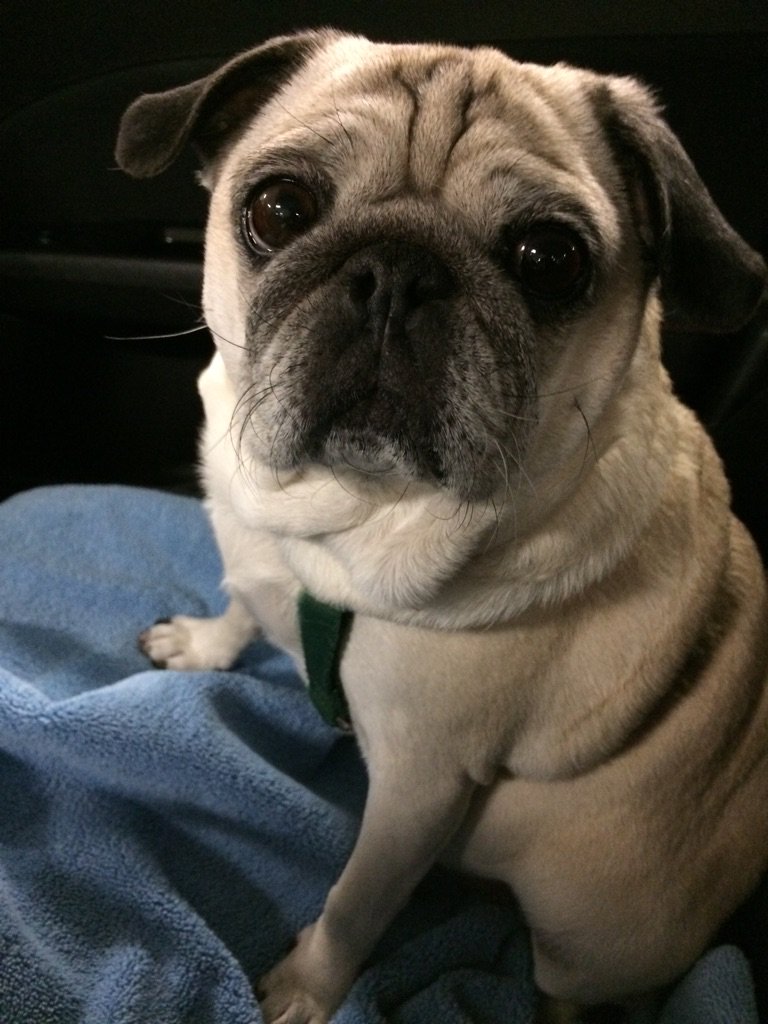 PapithePug's tweet image. My dad sent this picture to my mom, who out of town working and missing me so much. Poor mom
