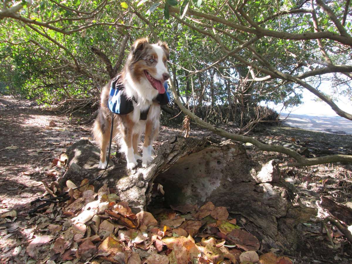 4pawsandabike's tweet photo. "I'm the King of the W...ood. Well, the dead wood. Beats not being king at all, no?" #dogs #dogsoftwitter #hikingwithdogs #rawfed #preymodel https://t.co/haMM1JYcJG
